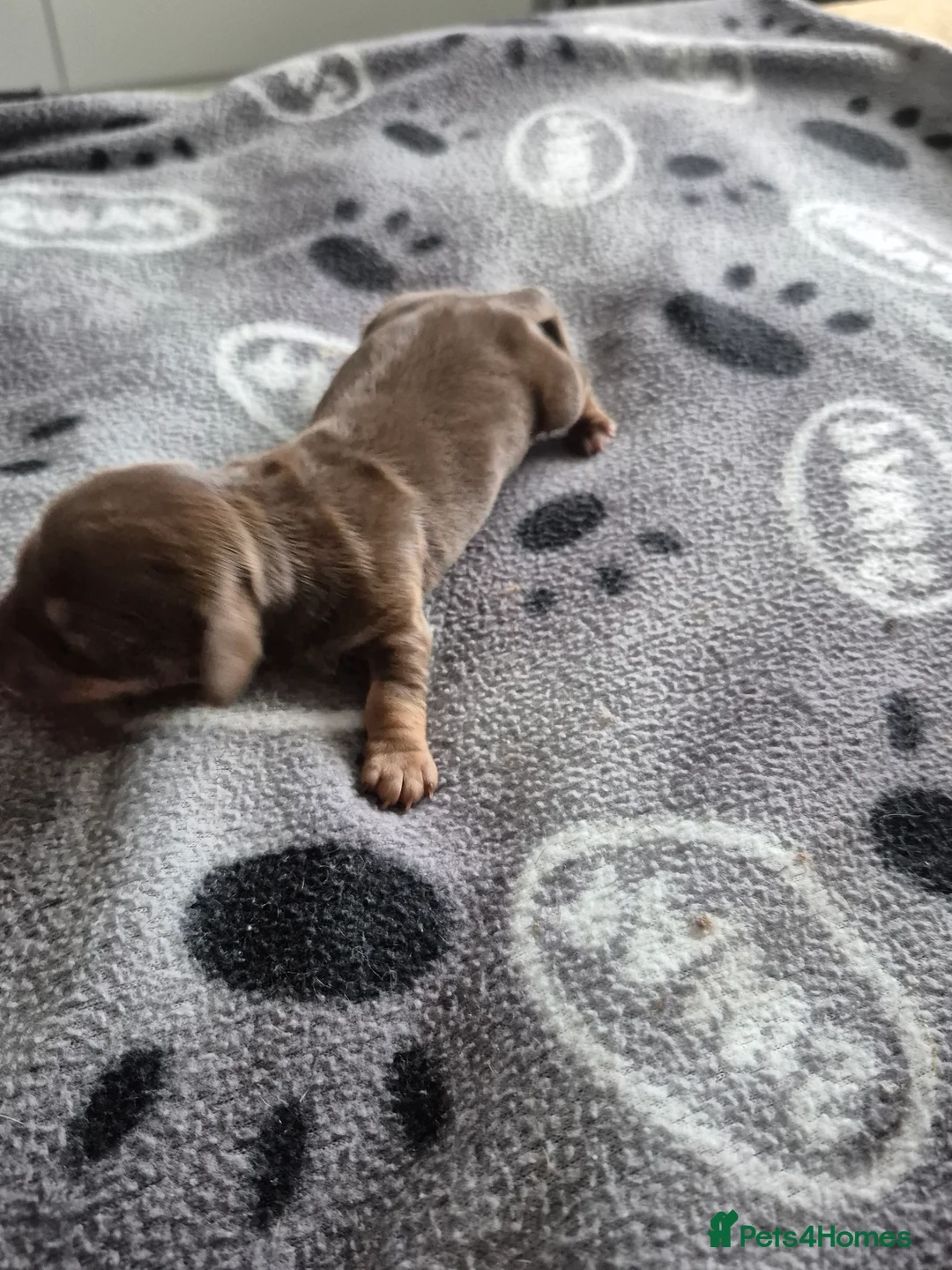 Miniature Dachshund dogs for sale: Miniture dachshund smooth hair puppies  - Advert 11