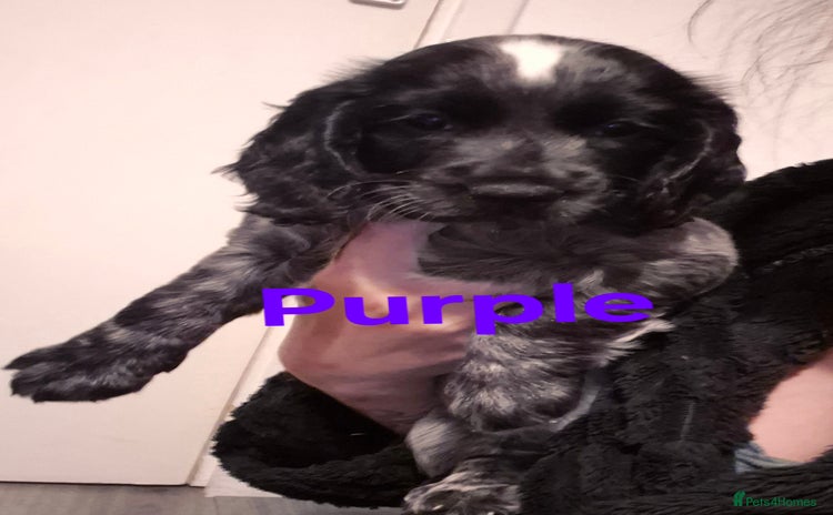 Mixed Breed dogs - Advert 1
