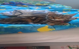 Bengal cats for sale: Bengal x domestic short hair female - Image 6