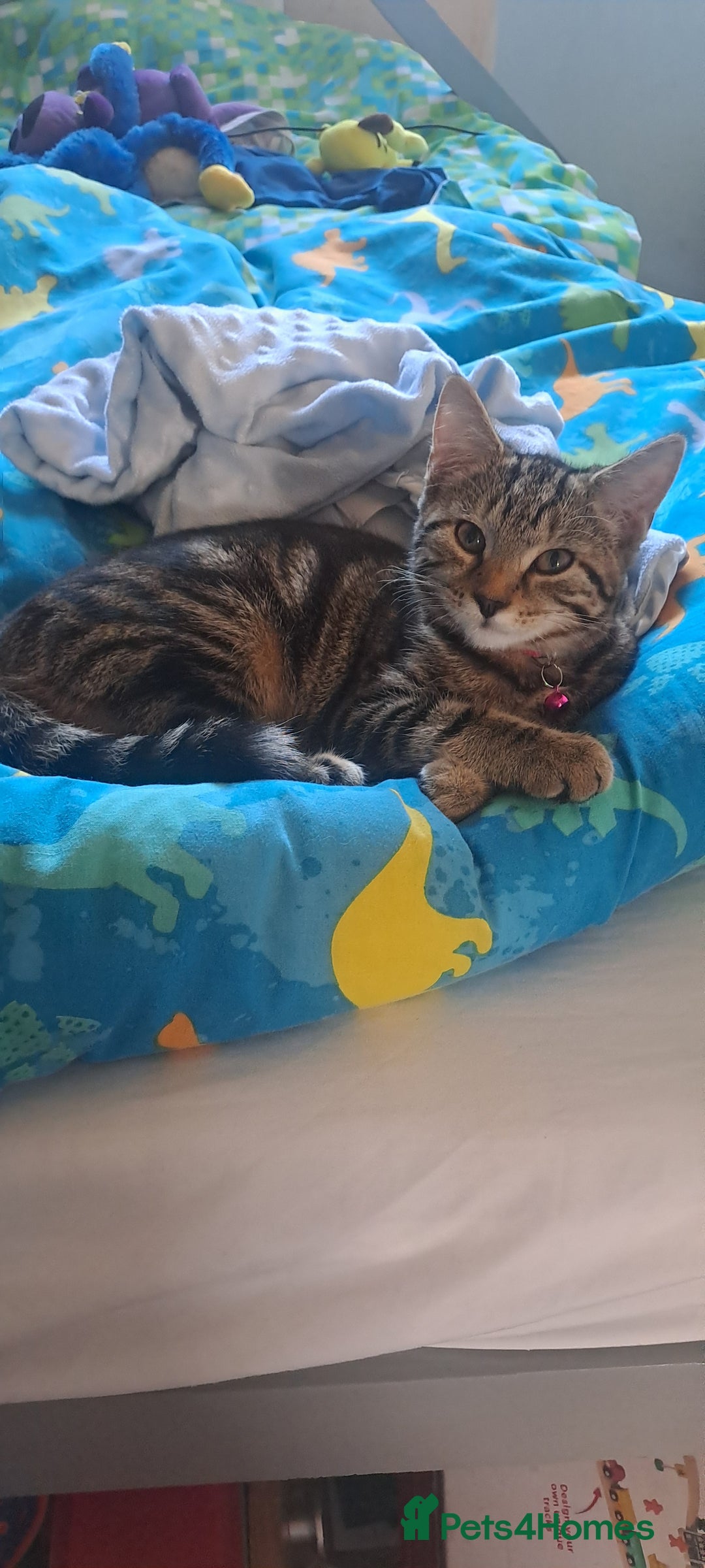 Bengal cats for sale: Bengal x domestic short hair female - Image 6