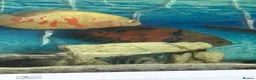 Cichlids fish for sale: Beautiful Oscar pair and 1 rusty pleco - Advert 4