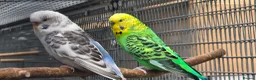 Budgerigars birds for sale: Young blackwing and other budgies  - Advert 2