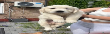 Golden Retriever 1