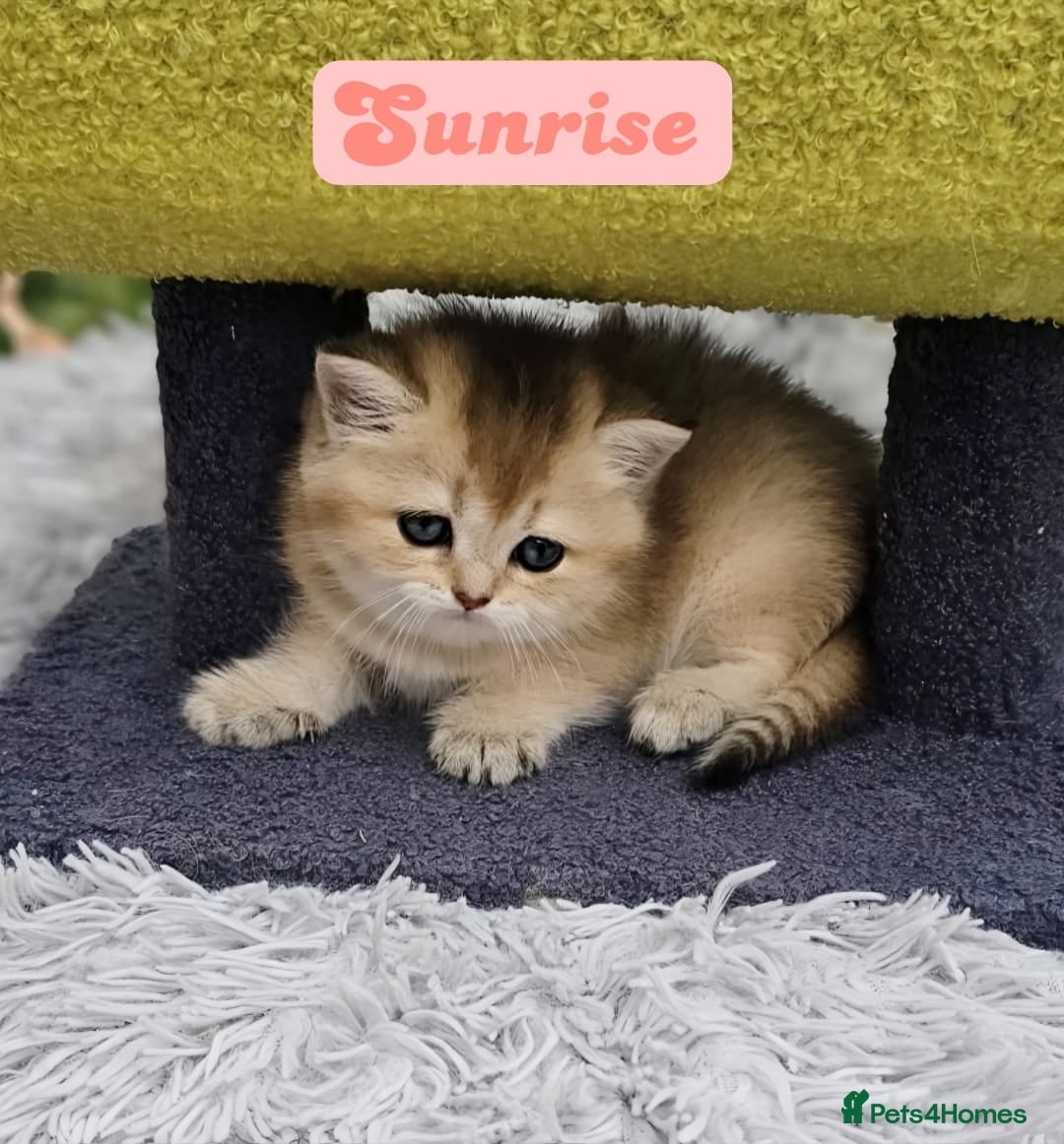 British Shorthair cats 💖 3 Stunning Golden Kittens 💖  - Advert 10