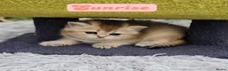 British Shorthair cats for sale: 💖 3 Stunning Golden Kittens 💖  in Bruton - Advert 8