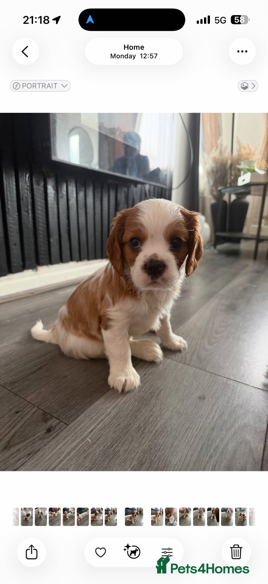 Cavalier King Charles Spaniel dogs Cavalier king charles spaniels 3 males left - Advert 10