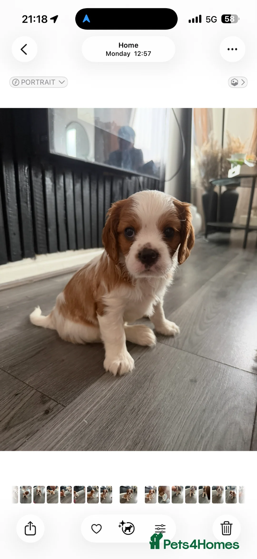 Cavalier King Charles Spaniel dogs for sale: Cavalier king charles spaniels 3 males left - Advert 1