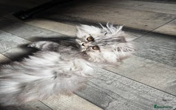 Persian cats for sale: Now Reduced!Persian mix kittens ( see description) - Image 7