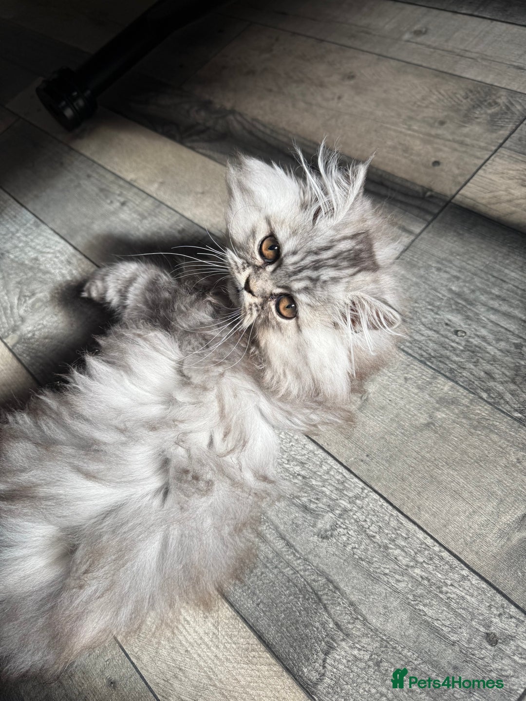 Persian cats for sale: Now Reduced!Persian mix kittens ( see description) - Image 7