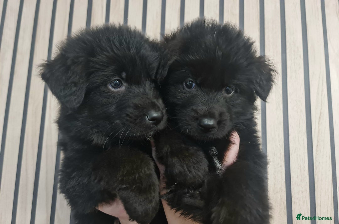 German Shepherd dogs for sale: KC, Top Quality Long Hair GSD Puppies  - Advert 1