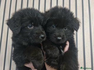 German Shepherd dogs KC, Top Quality Long Hair GSD Puppies - Advert 12