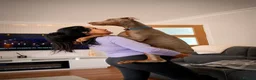 Dobermann dogs for sale: Big softy Doberman  in Shotts - Advert 6