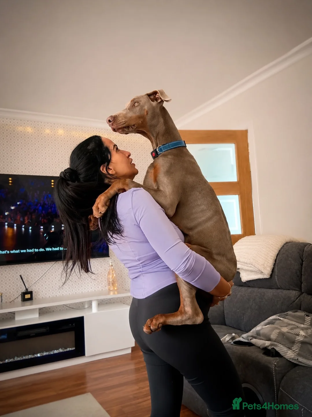 Dobermann dogs for sale: Big softy Doberman  in Shotts - Advert 6