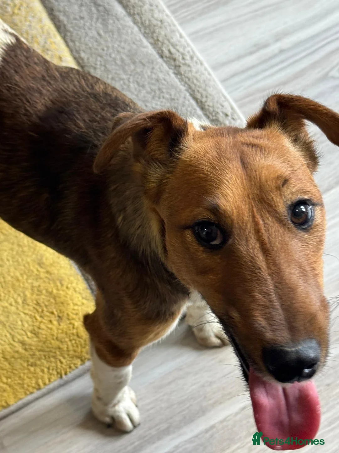 Fox Terrier dogs for adoption: Sweet William needs LOVE - Advert 2