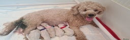 Toy Poodle dogs for stud: KC registered. GENETIC & HEALTH TESTED. in Wigan - Advert 26