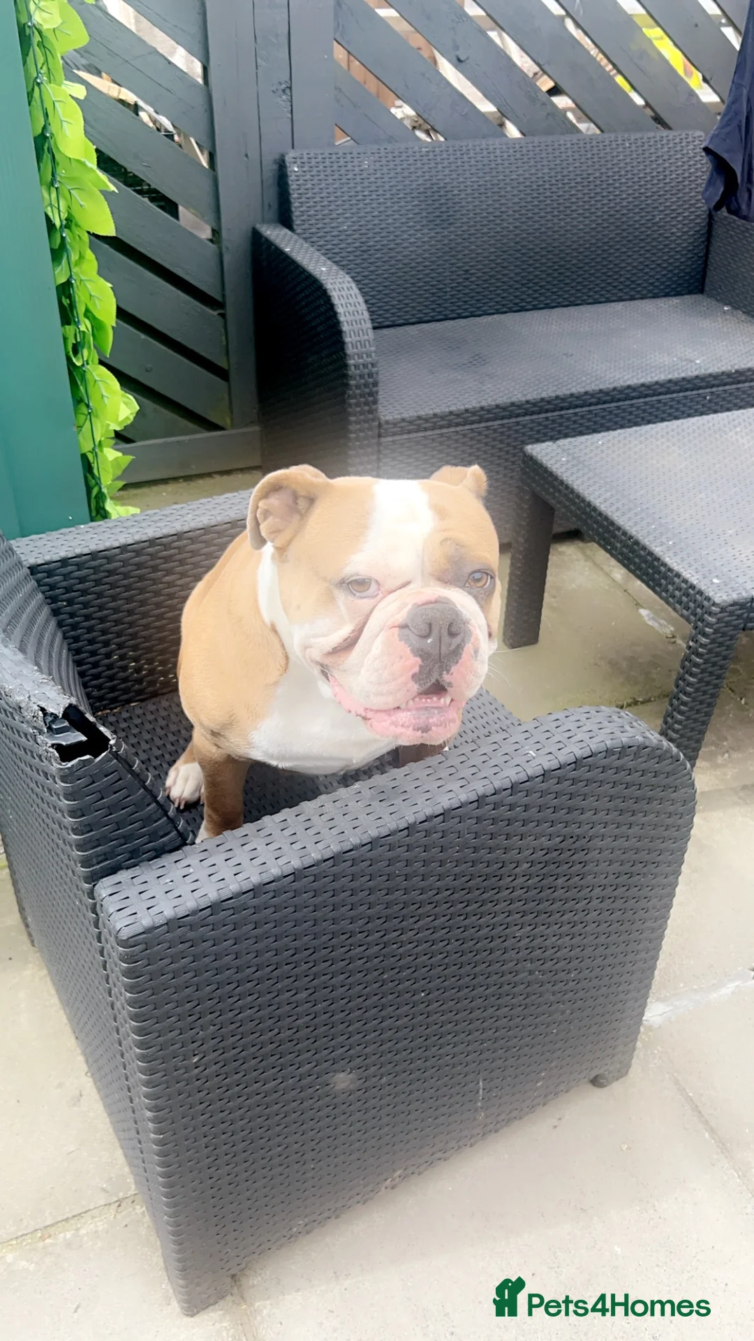 Olde English Bulldogge dogs for sale: Old English bulldog  - Advert 6