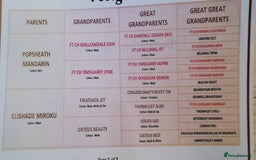 Cocker Spaniel dogs for sale: Gamekeeper bred kc reg working cocker puppys - Advert 14