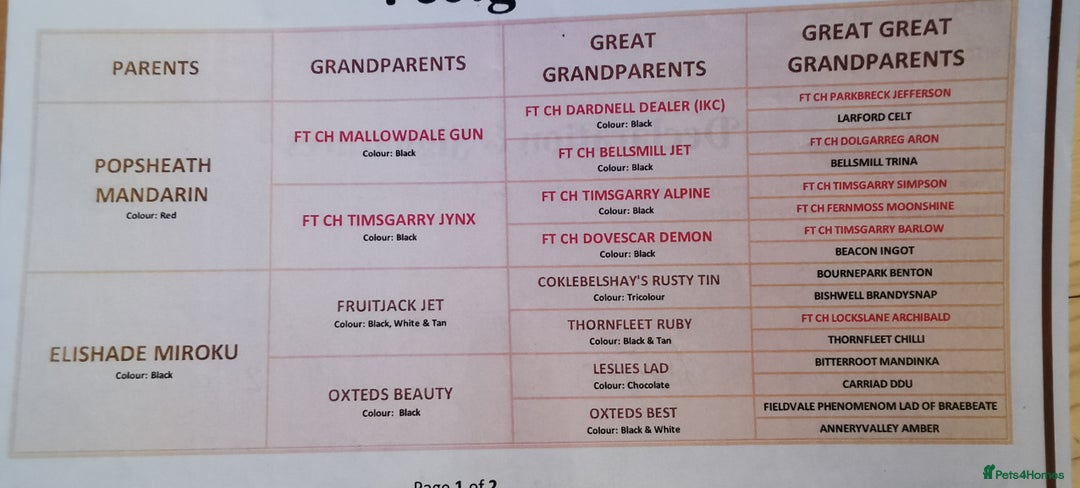 Cocker Spaniel dogs for sale: Gamekeeper bred kc reg working cocker puppys - Advert 14