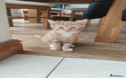 British Shorthair cats for sale: Adorable kittens  in Great Missenden - Image 7