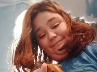 Guinea Pig rodents - Advert 5