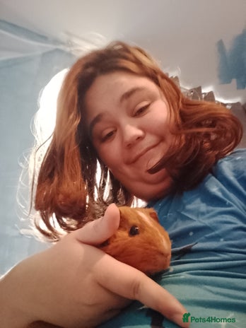 Guinea Pig rodents - Advert 4