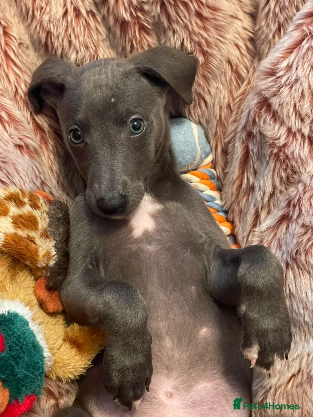 Whippet dogs for stud: "Beau" - Stunning blue whippet - New to stud in Preston - Advert 6
