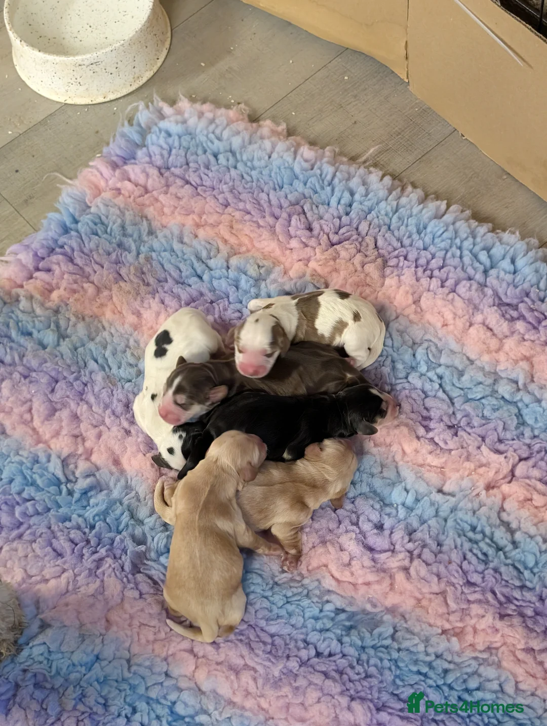 Cockapoo dogs for sale: Beautiful litter of cockerpoo x cocker puppies  - Advert 5