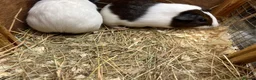 Guinea Pig rodents for sale: Female - sow Dutch guinea pigs - Advert 5