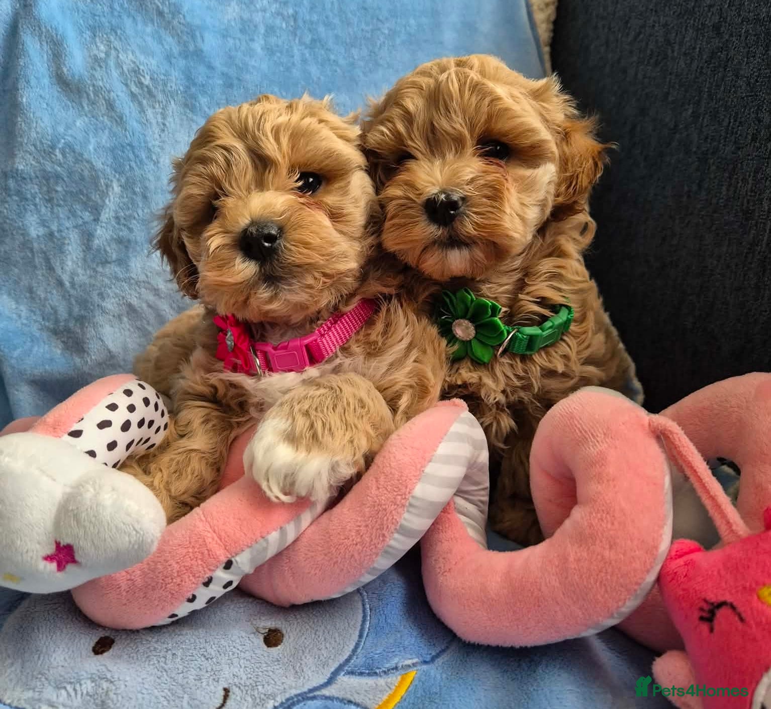Maltipoo dogs Adorable very small maltipoo puppies 🐶❤️ - Advert 5