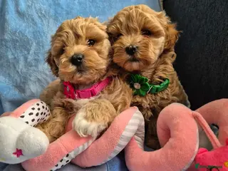 Maltipoo dogs Adorable very small maltipoo puppies 🐶❤️ - Advert 5