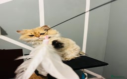 British Longhair cats for stud: 🐾🐾🐱Pretty boy looking for a girl 🐱🐾🐾 in Luton - Image 7