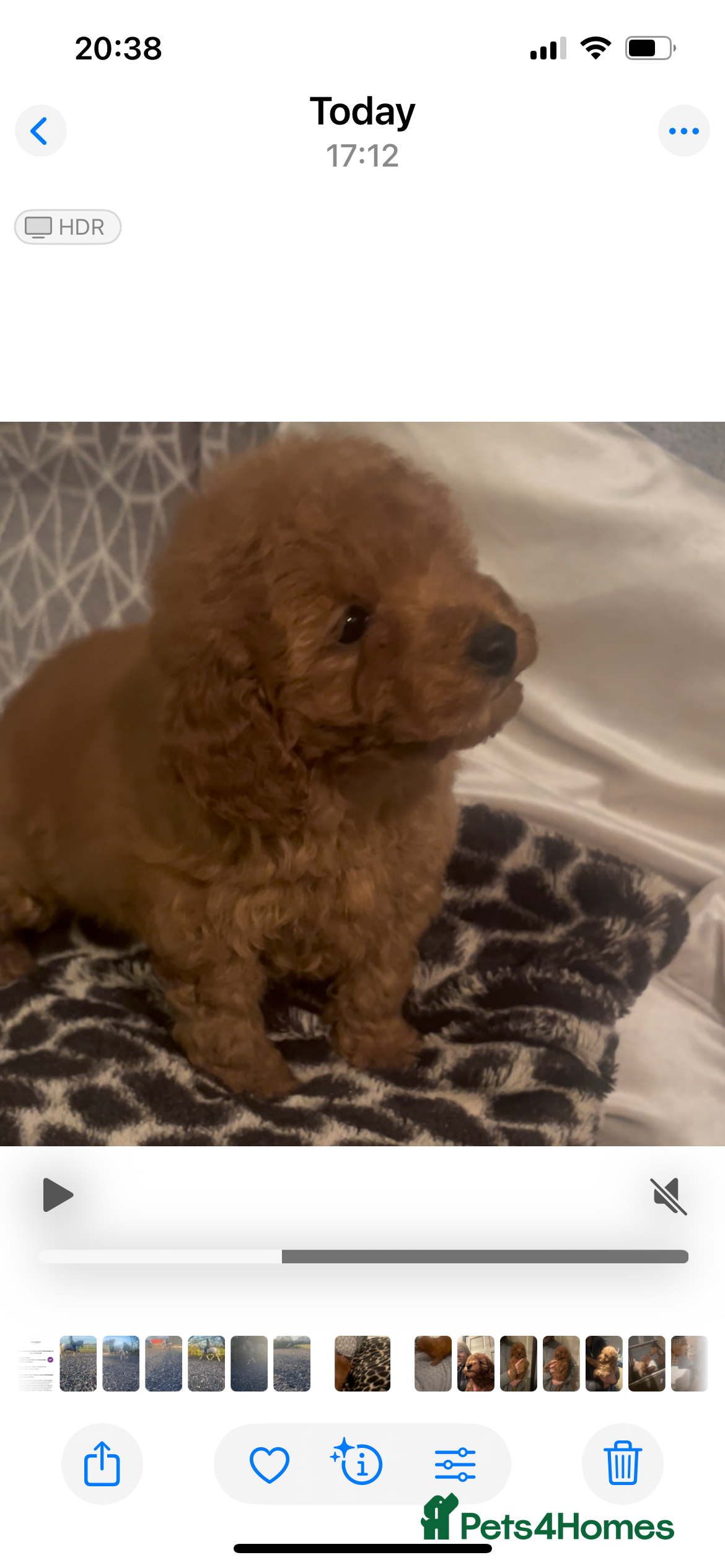 Poodle dogs Poodle puppies - Advert 9