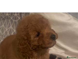 Poodle dogs Poodle puppies - Advert 2