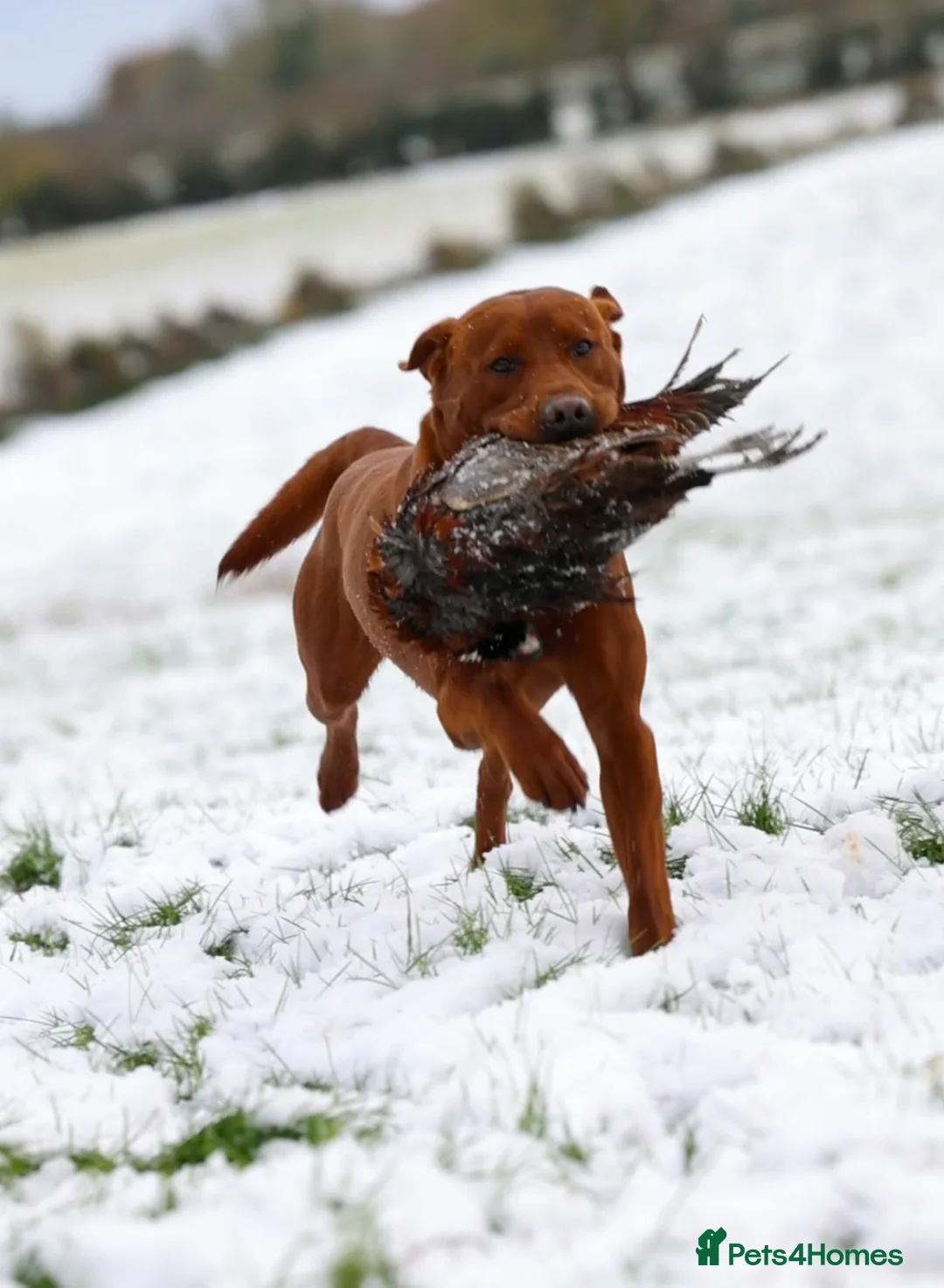 Labrador Retriever dogs for stud: AGLABS ICON - HEALTH TESTED DARKEST FOX RED in Grantham - Advert 6