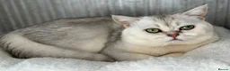 British Shorthair cats for sale: British shorthair kittens  - Advert 7