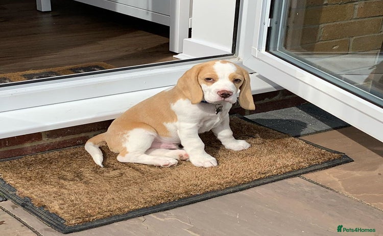 Beagle dogs - Advert 1