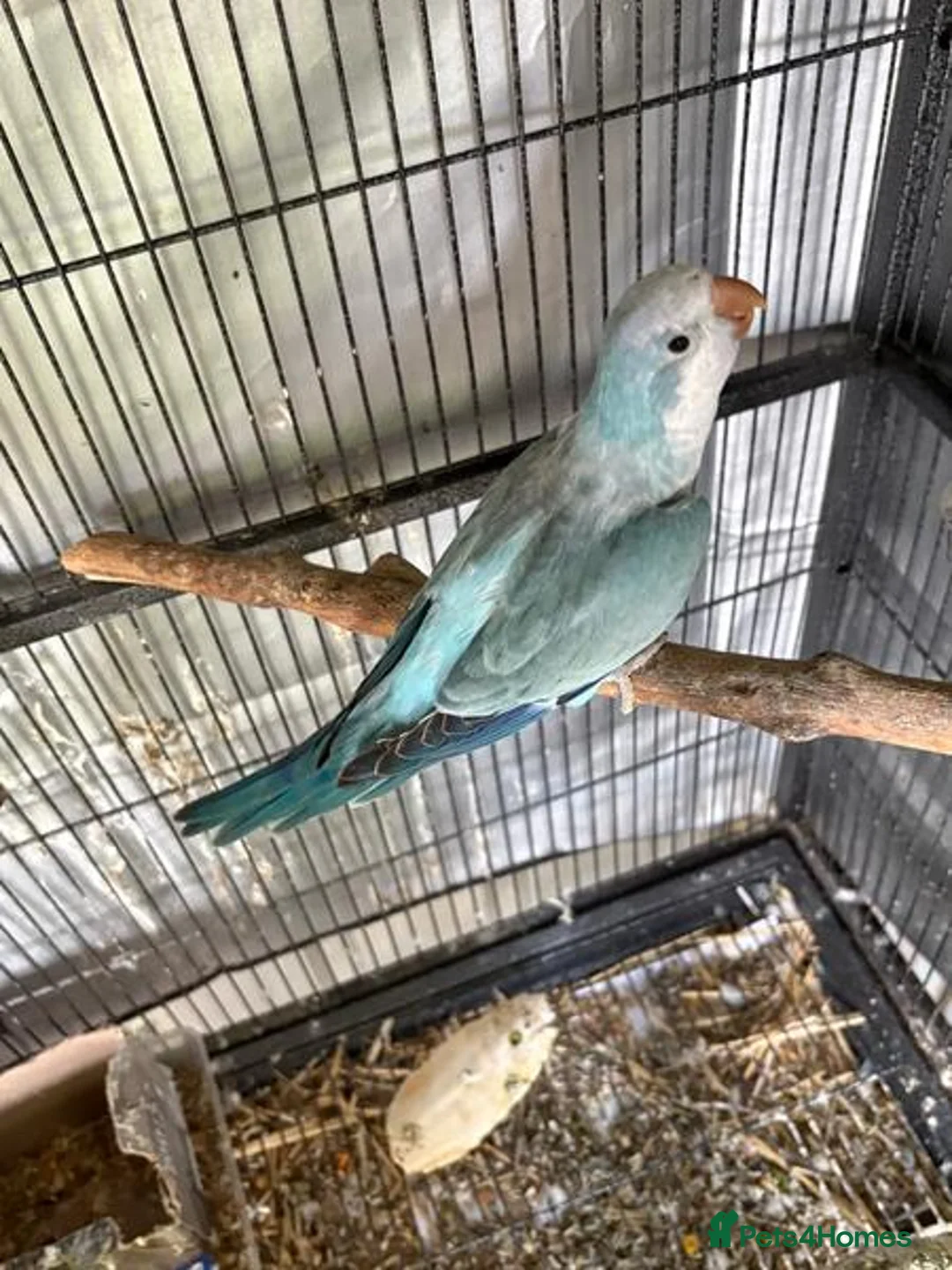 Parrots birds for sale: Hand raised Quaker Parrots - Advert 2