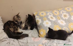Mixed Breed cats for sale: Small mixed breed boy - Image 4
