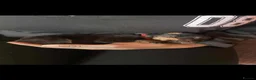 Rottweiler dogs for sale: German Rottweiler puppies  - Advert 11