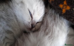 Scottish Fold cats for sale: LAST BOY FOLD. OPEN TO OFFERS.  in Aberdare - Image 19