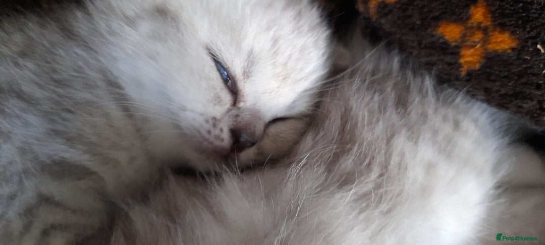 Scottish Fold cats for sale: LAST BOY FOLD. OPEN TO OFFERS.  in Aberdare - Image 19