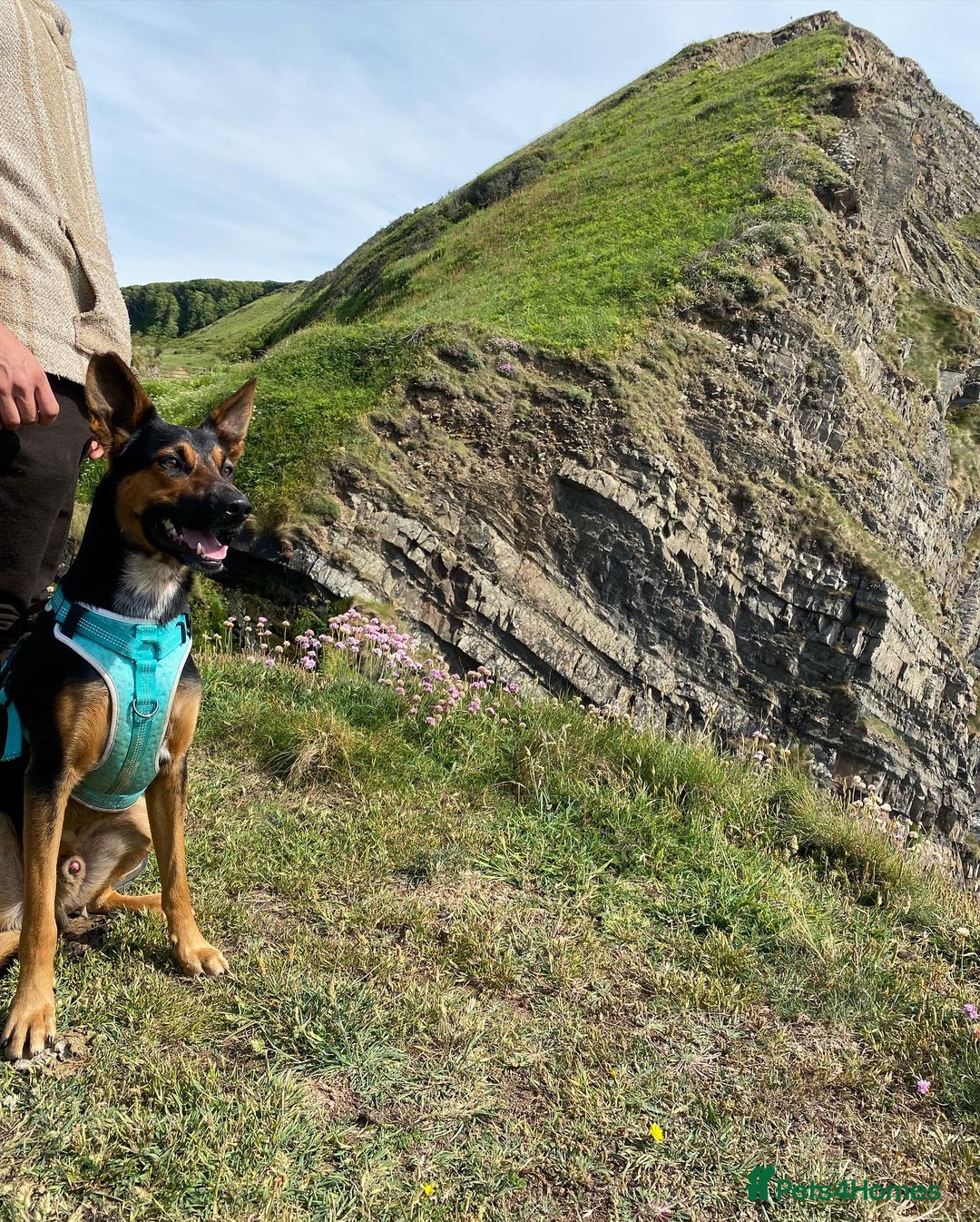 Huntaway dogs for stud: Huntaway x collie - Advert 8