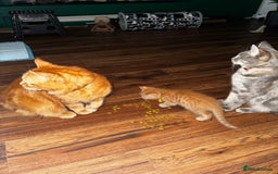 Mixed Breed cats for sale: Maine Coon X kittens ready to leave - Image 3