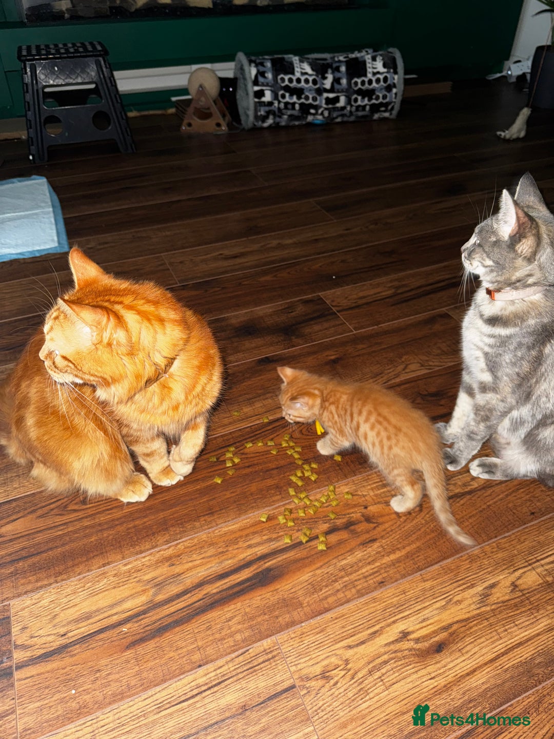Mixed Breed cats for sale: Maine Coon X kittens ready to leave - Image 3