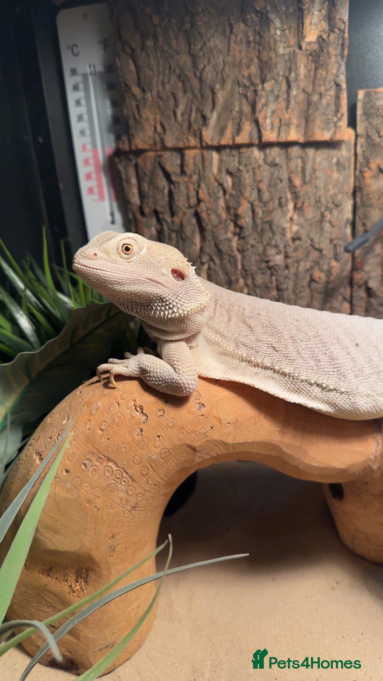 Bearded Dragon reptiles white zero beardie female - Advert 1