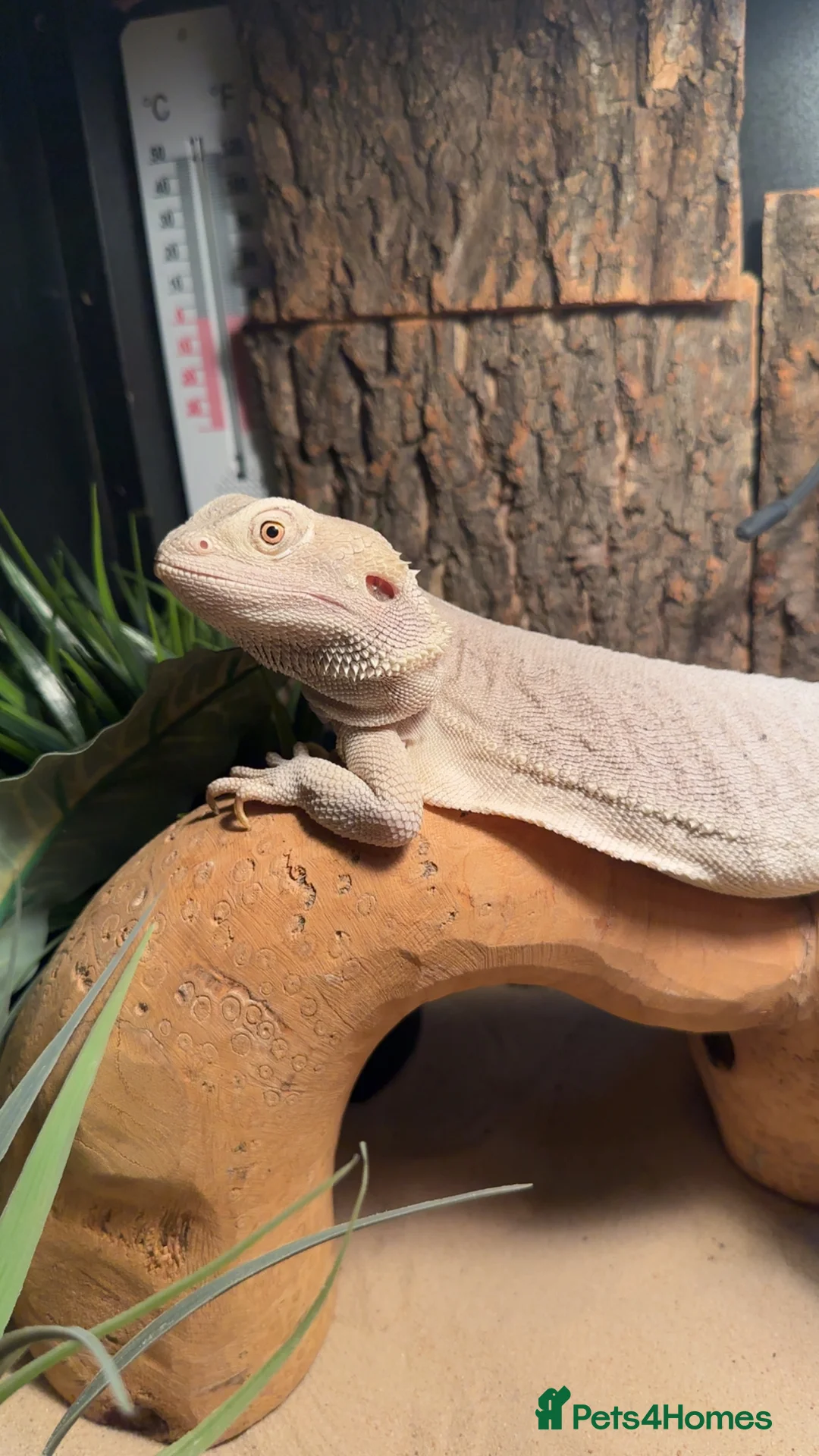 Bearded Dragon reptiles for sale: white zero beardie female - Advert 1