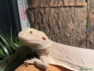 Bearded Dragon reptiles white zero beardie female - Advert 1