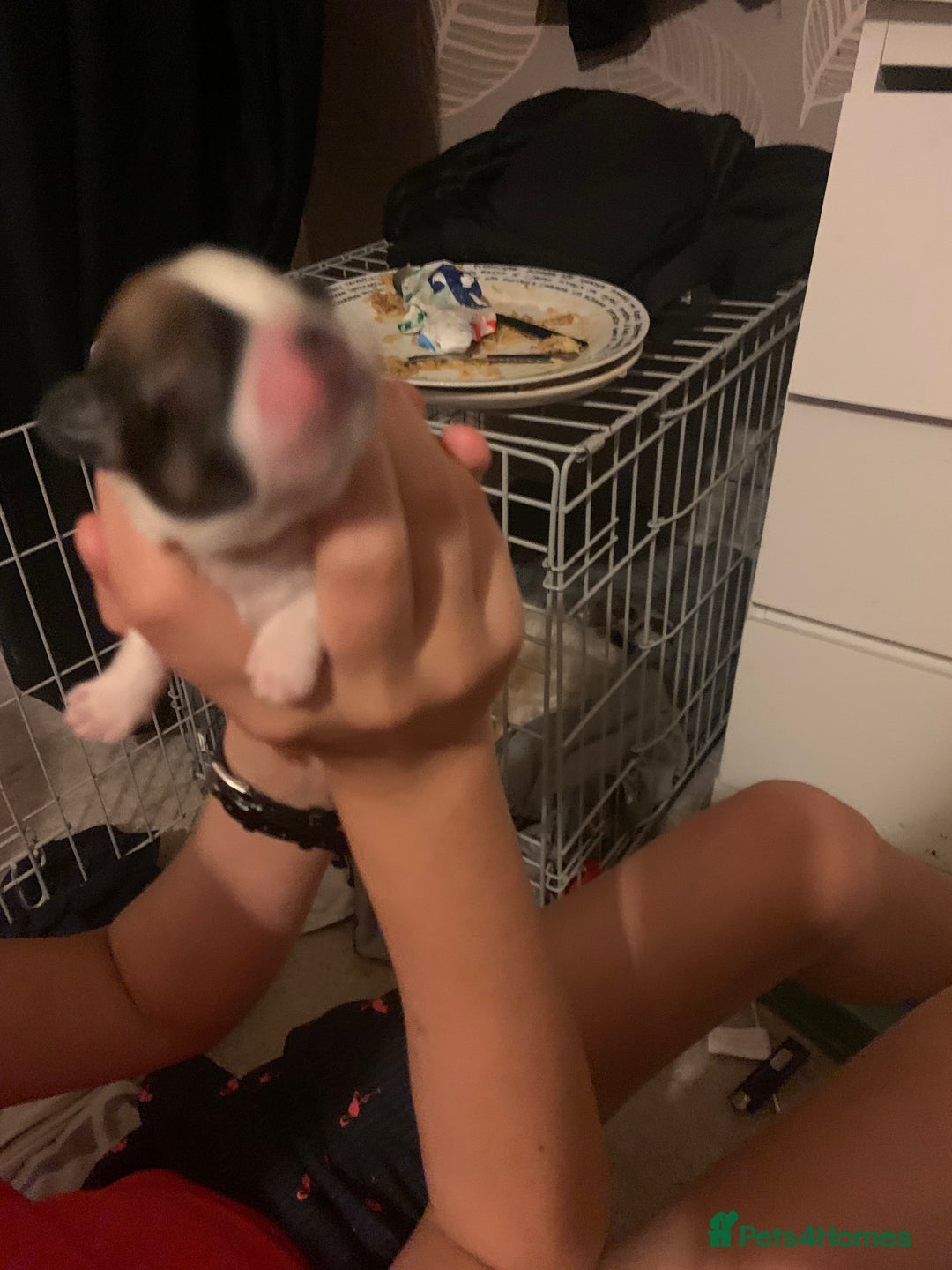 Lhasa Apso dogs for sale: 4 stunning Lhasa  boys  - Image 9