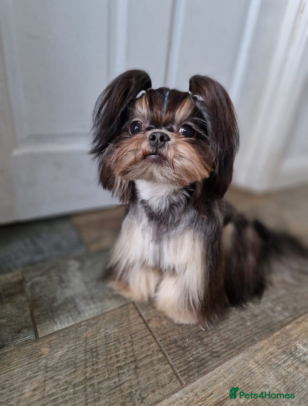 Shih Tzu dogs for sale: Gorgeous kc imperial Shih Tzu boy available  - Image 5