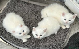 Persian cats for sale: 3 white half Persian kittens, ready soon - Image 2